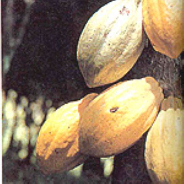 Gov't Must Increase Prices Of Cocoa - Akoto Osei